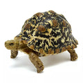 Adult Dark Leopard Tortoise Turtle animal PVC Action Figure model with joints