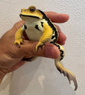 Japan Japanese common toad Frog Toad PVC Figure Model Figurine 12cm (Yellow）