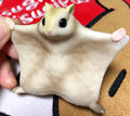 Japan Siberian flying squirrel Pet PVC hollowed figure model toy