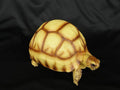 Life Size Large Angonoka Tortoise Resin Replica Model Figurine 14cm Yelllow