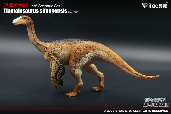 Vitae Museum Series Tiantaiosaurus sifengensis dinosaur model figurine (no platform) 1:35